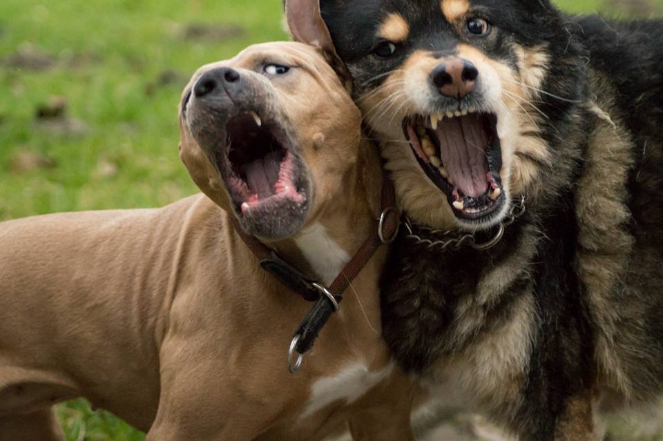 Hunde Zähne