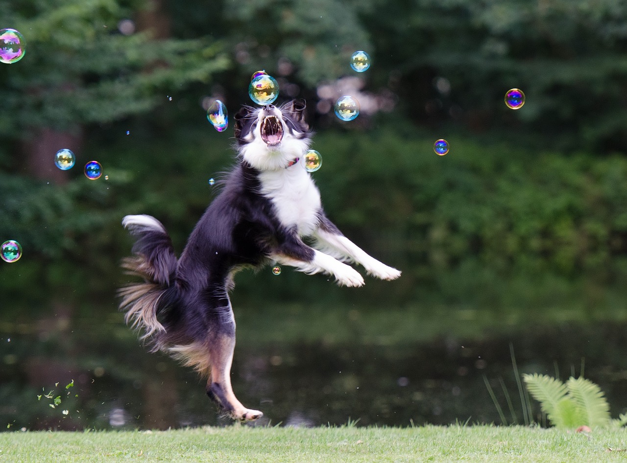 Hund Seifenblasen