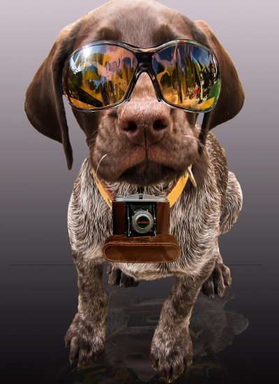 Hund mit Kamera