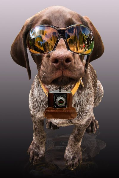 Hund mit Kamera